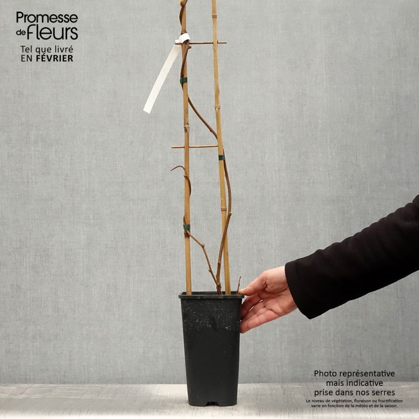 Amostra de Kiwi autofertile Solo - Actinidia chinensis Pot de 3L/4L tal como entregue no inverno