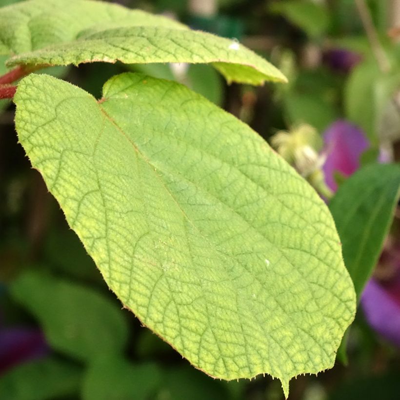 Kiwi Solo autofértil - Actinidia chinensis (Folhagem)