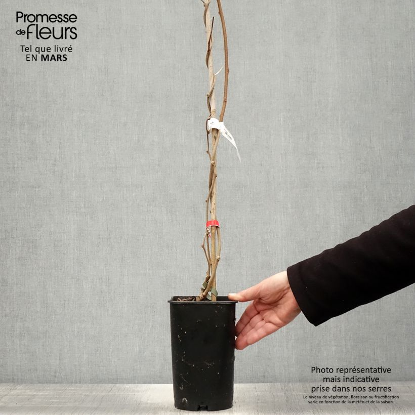 Amostra de Kiwi Montcap - Actinidia deliciosa Vaso de 2 L/3 L tal como entregue na primavera