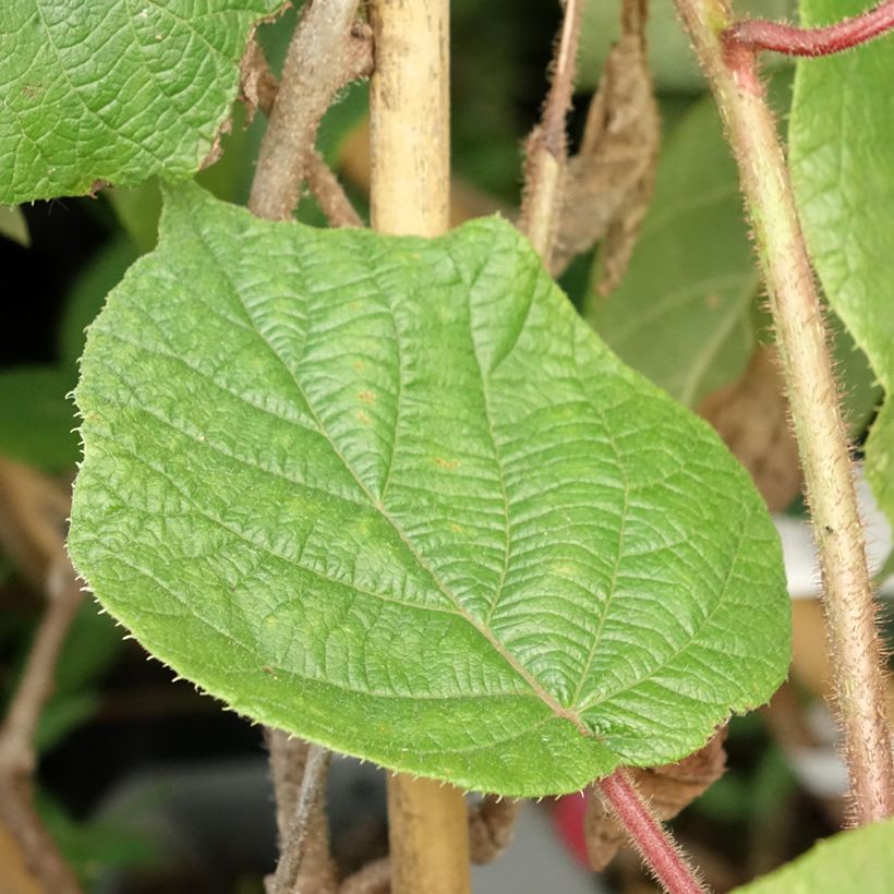 Kiwi Montcap - Actinidia deliciosa (Folhagem)