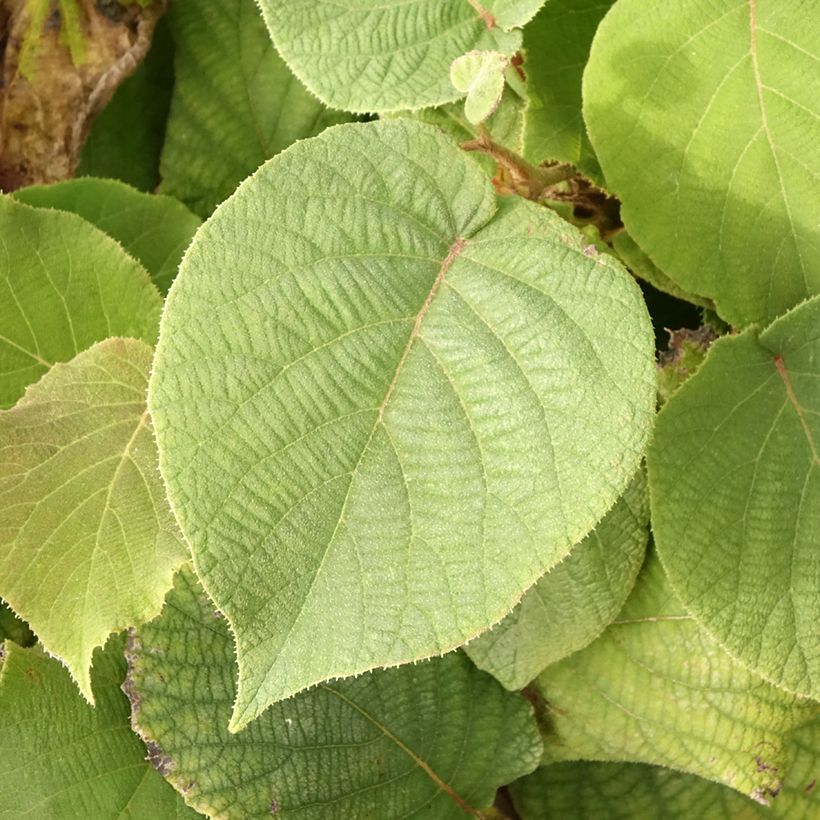 Kiwi Petite Homme fêmea - Actinidia deliciosa (Folhagem)