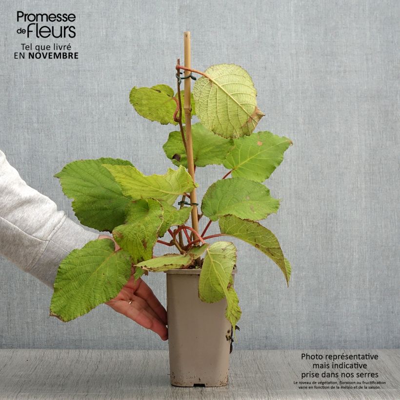 Amostra de Kiwi Petite Homme (femelle) - Actinidia deliciosa Pot de 2L/3L tal como entregue no outono
