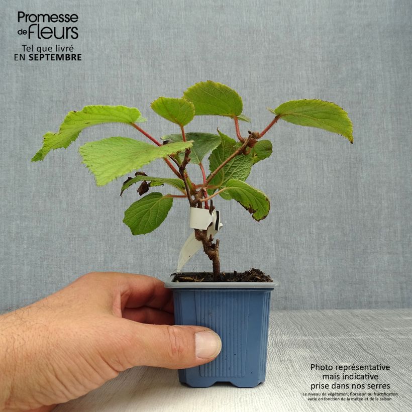 Amostra de Kiwi Bruno fêmea - Actinidia chinensis Vaso de 8/9 cm tal como entregue no outono