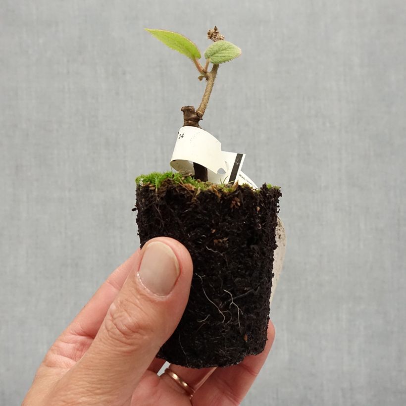 Amostra de Kiwi Bruno fêmea - Actinidia chinensis Vaso de 8/9 cm tal como entregue no verão