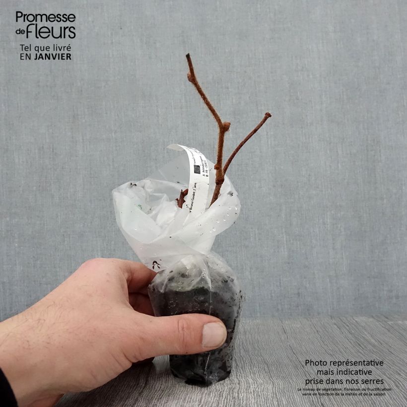 Amostra de Kiwi femelle - Actinidia chinensis Bruno Vaso de 8/9 cm tal como entregue no inverno