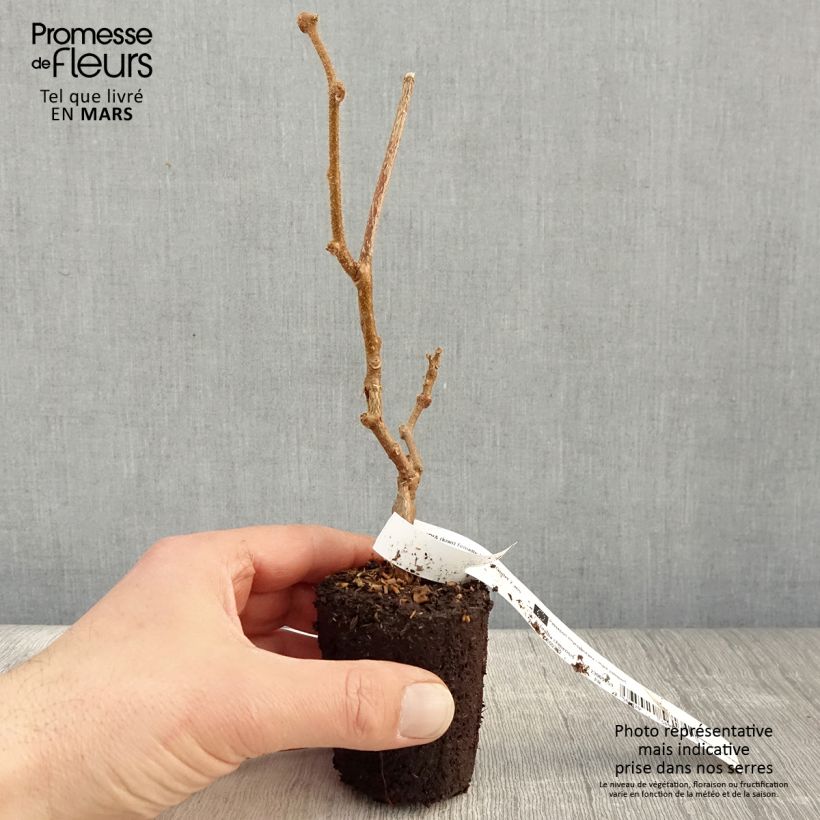 Amostra de Kiwi Bruno fêmea - Actinidia chinensis Vaso de 8/9 cm tal como entregue na primavera