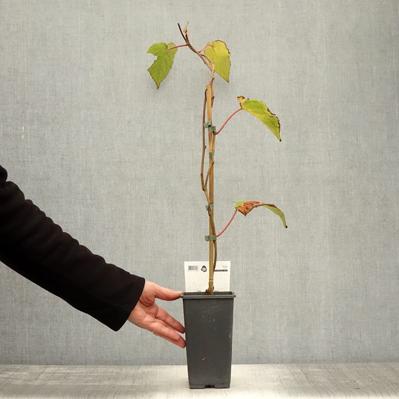 Amostra de Kiwi Bruno fêmea - Actinidia chinensis Vaso de 1,5 L/2 L tal como entregue no outono