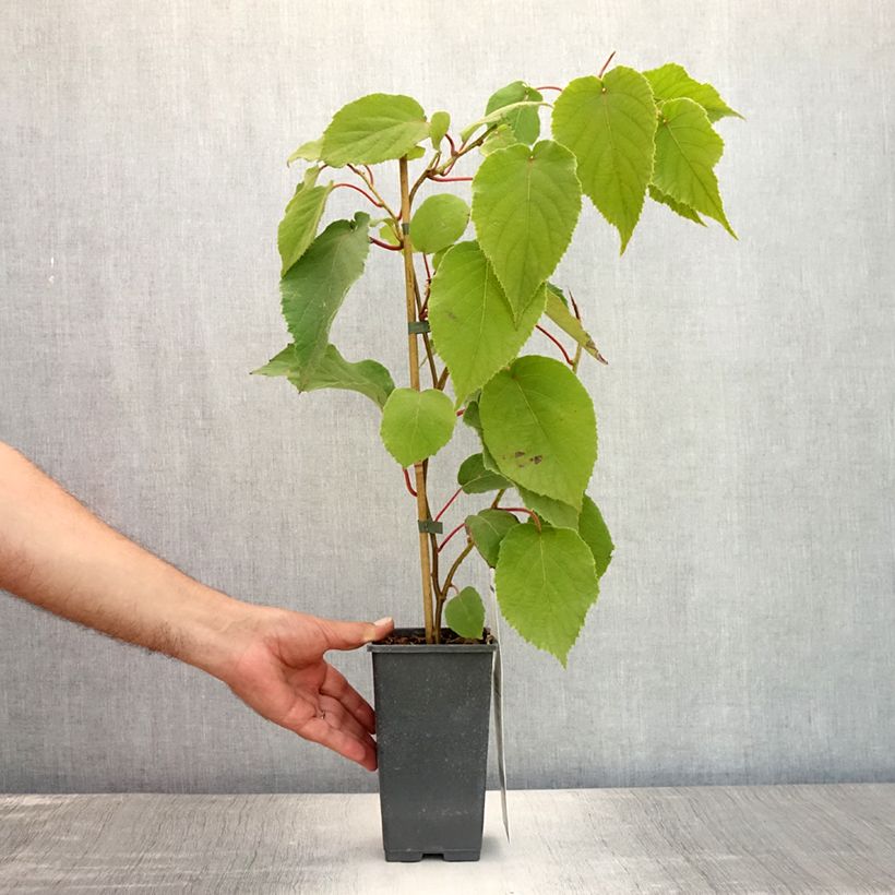 Amostra de Kiwi Bruno fêmea - Actinidia chinensis Vaso de 1,5 L/2 L tal como entregue no verão