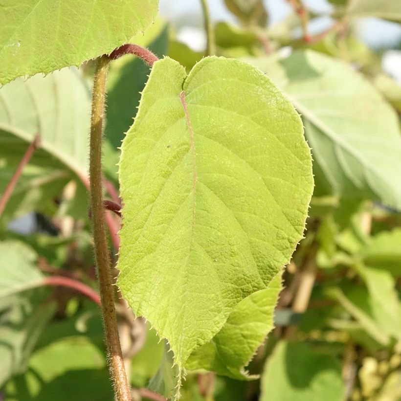 Kiwi Bruno fêmea - Actinidia chinensis (Folhagem)