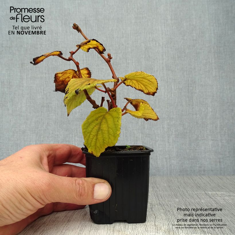 Amostra de Kiwi Monty fêmea - Actinidia deliciosa Vaso de 8/9 cm tal como entregue no outono