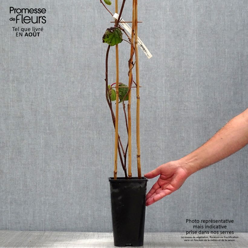 Amostra de Kiwi Monty fêmea - Actinidia deliciosa Vaso de 2 L/3 L tal como entregue no verão