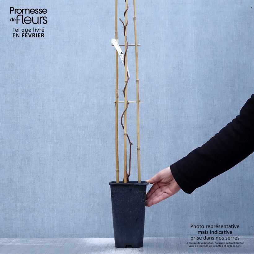 Amostra de Kiwi femelle - Actinidia deliciosa Monty Vaso de 2 L/3 L tal como entregue no inverno