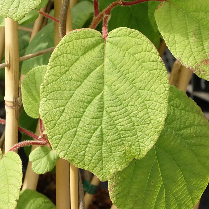 Kiwi Monty fêmea - Actinidia deliciosa (Folhagem)