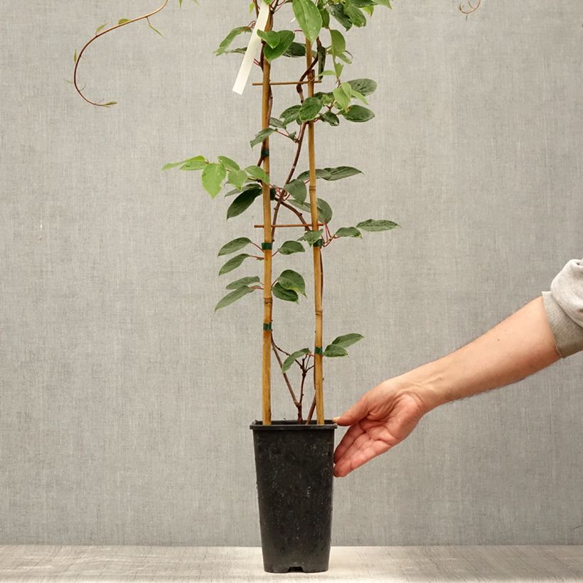 Amostra de Kiwi Hayward fêmea - Actinidia deliciosa Vaso de 1,5 L/2 L tal como entregue no verão