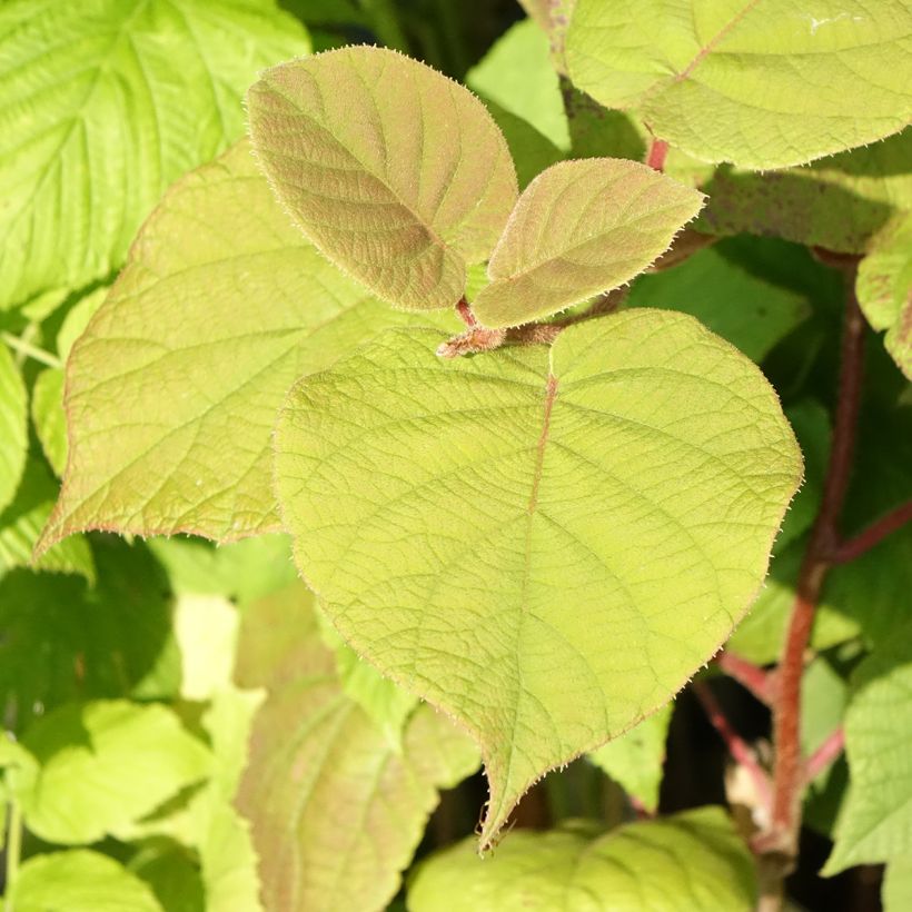 Kiwi Hayward fêmea Bio - Actinidia deliciosa (Folhagem)