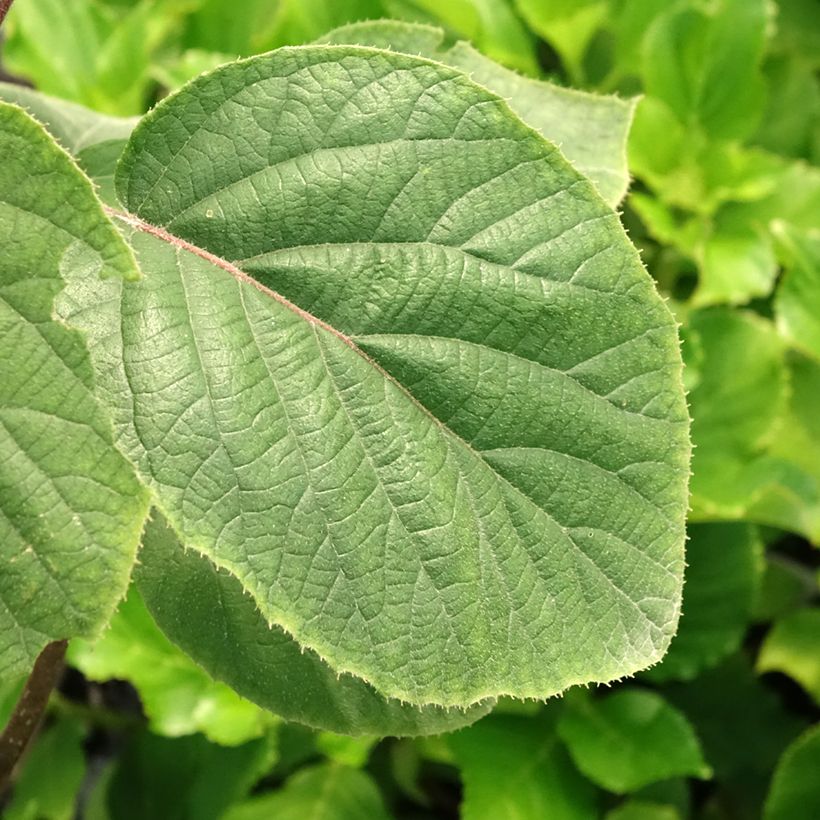 Kiwi amarelo fêmea Golden Kiwi - Actinidia deliciosa (Folhagem)