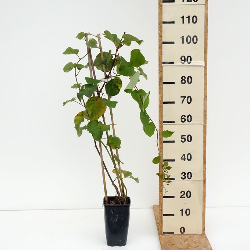Amostra de Kiwi jaune femelle - Actinidia deliciosa Kiwi Gold Pot de 1,5L/2L tal como entregue no verão