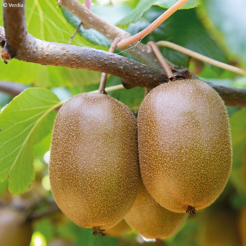 Kiwi amarelo KiwHappy macho e fêmea (Colheita)