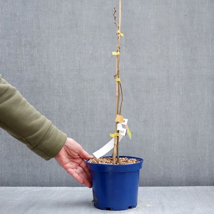 Amostra de Kiwi jaune kiw'Happy femelle - Actinidia deliciosa Pot de 2L/3L tal como entregue no inverno