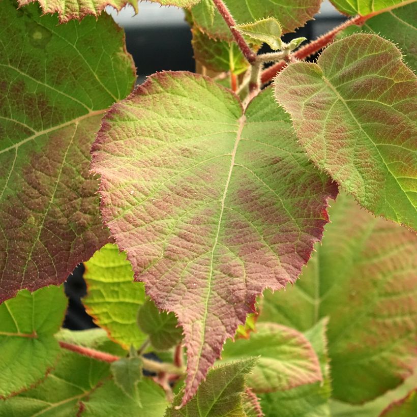 Kiwi amarelo KiwHappy fêmea - Actinidia deliciosa (Folhagem)