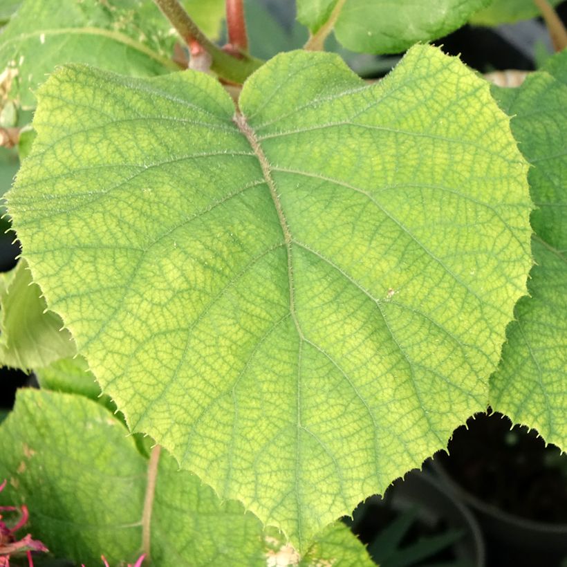 Kiwi KiwHappy macho - Actinidia deliciosa (Folhagem)