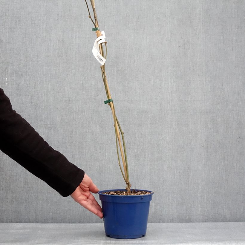 Amostra de Kiwi jaune kiw'Happy mâle - Actinidia deliciosa Vaso de 2 L/3 L tal como entregue no inverno