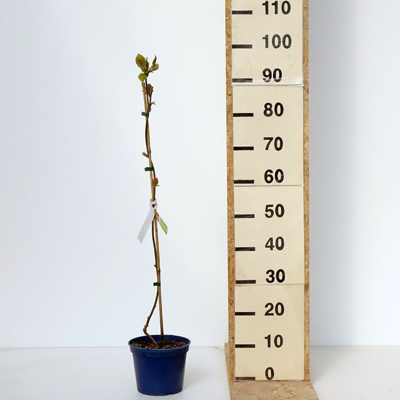 Amostra de Kiwi KiwHappy macho - Actinidia deliciosa Vaso de 2 L/3 L tal como entregue na primavera