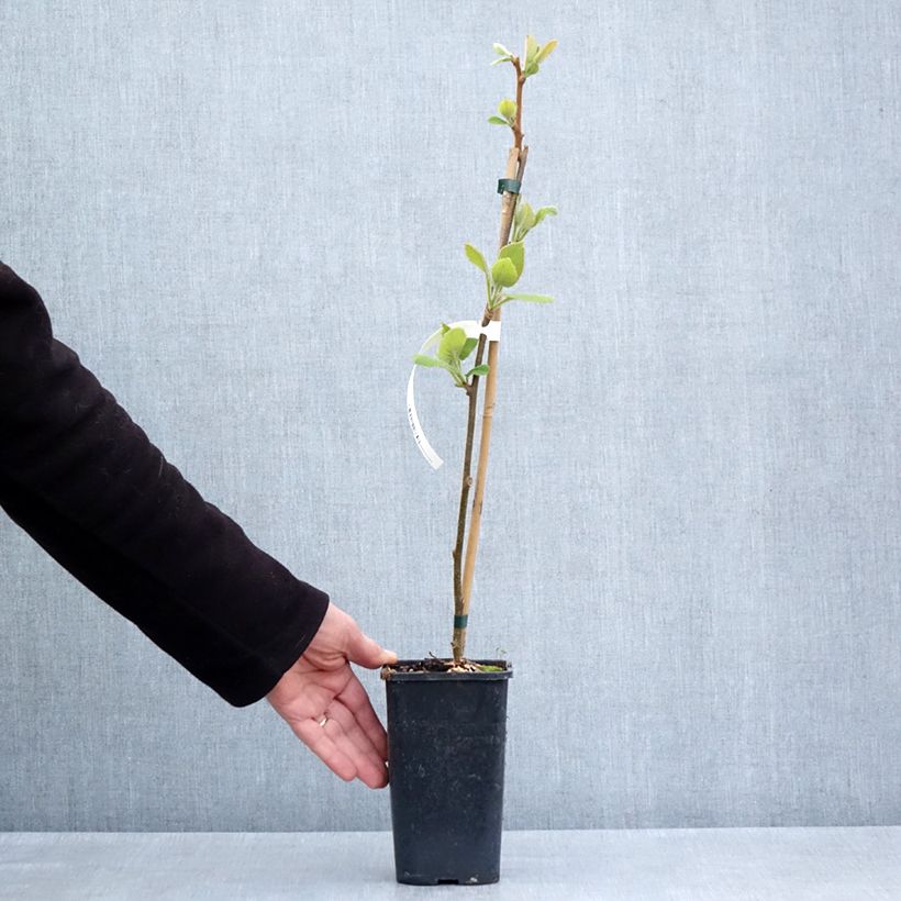 Amostra de Kiwi amarelo Minkigold fêmea - Actinidia chinensis Vaso de 1,5 L/2 L tal como entregue na primavera