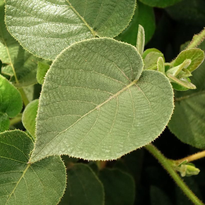 Kiwi amarelo Minkigold fêmea - Actinidia chinensis (Folhagem)