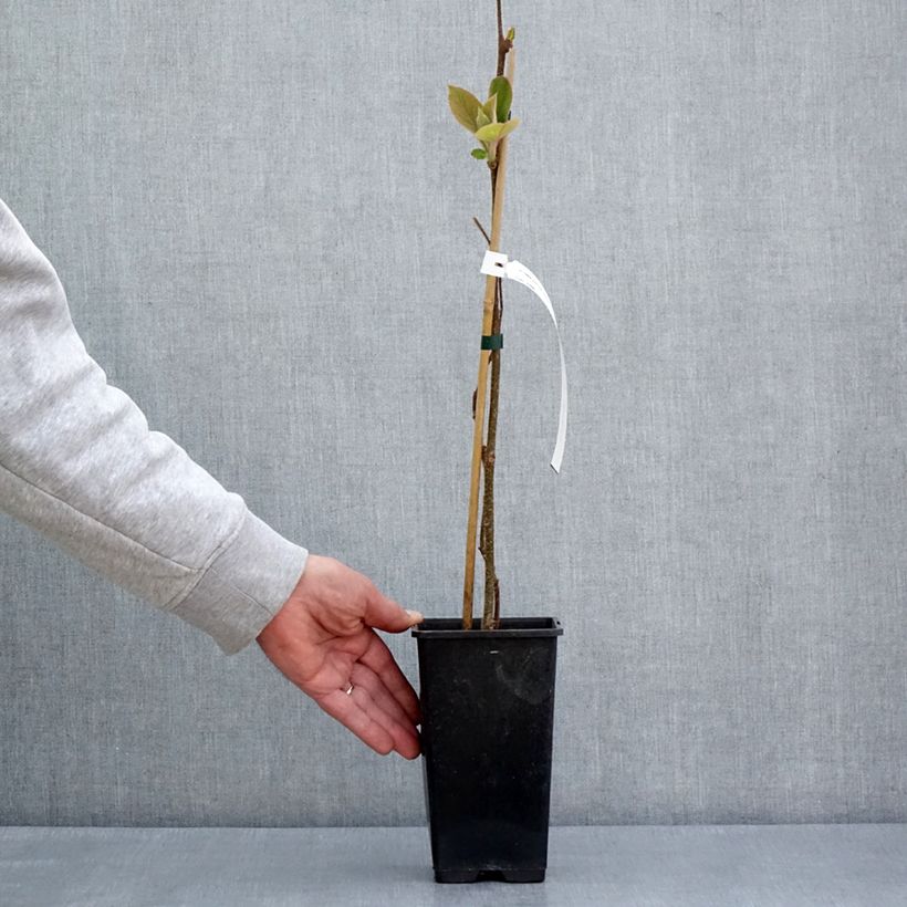 Amostra de Kiwi amarelo Minkimale macho - Actinidia chinensis Vaso de 1,5 L/2 L tal como entregue na primavera