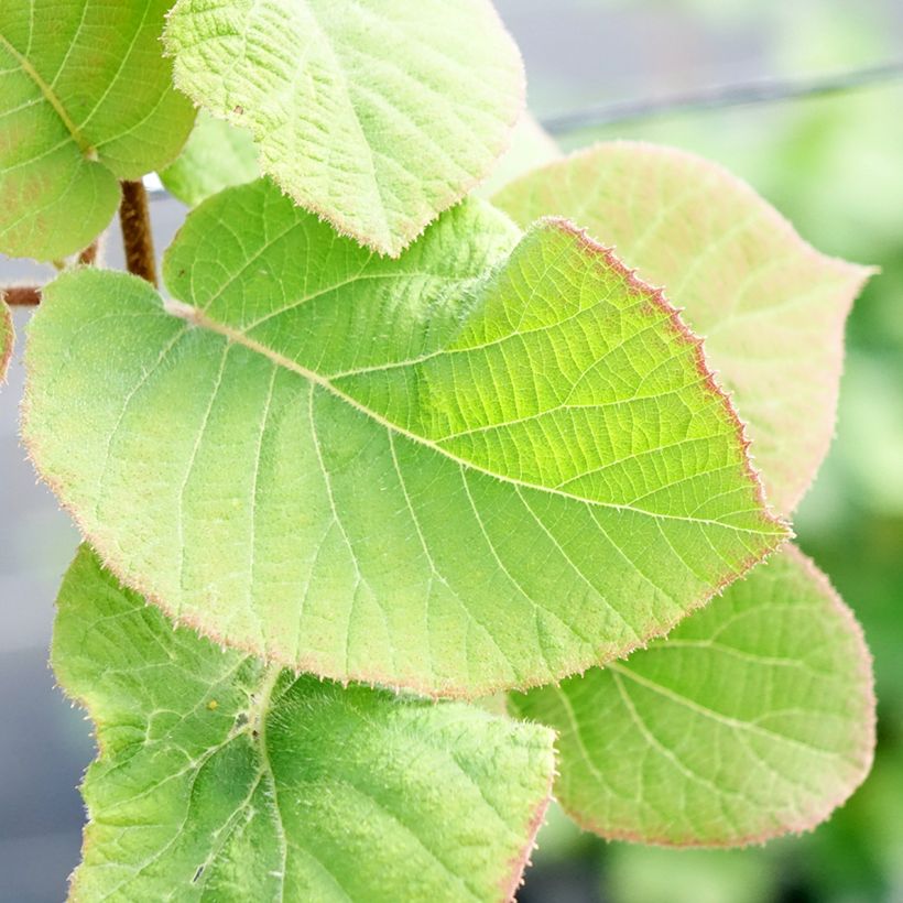 Kiwi amarelo Minkimale macho - Actinidia chinensis (Folhagem)