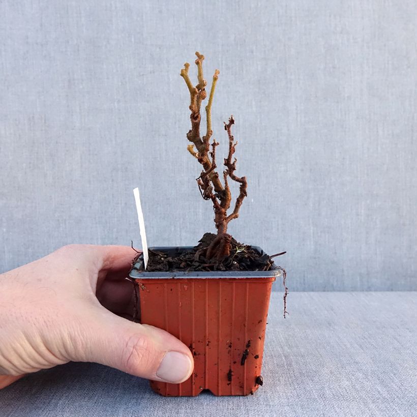 Amostra de Kiwi Jenny (autofertile) - Actinidia deliciosa Vaso de 8/9 cm tal como entregue no inverno