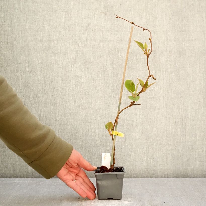 Amostra de Kiwi Jenny autofértil - Actinidia deliciosa Vaso de 8/9 cm tal como entregue na primavera
