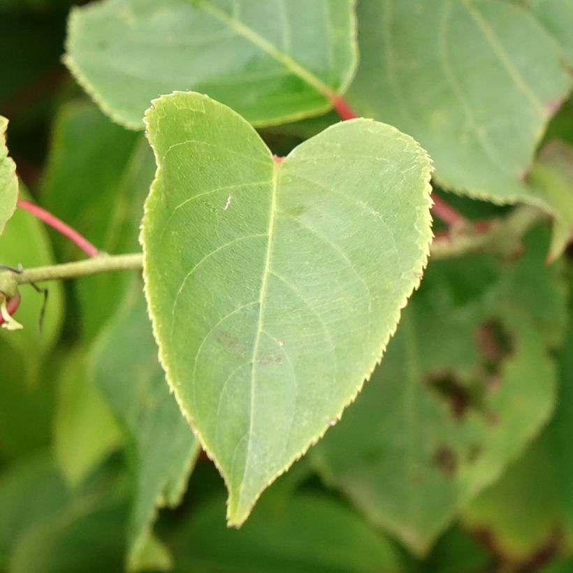 Kiwi Bingo fêmea - Actinidia arguta (Folhagem)