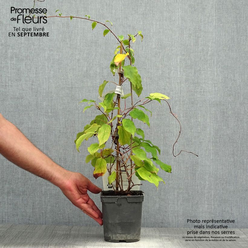Amostra de Kiwai Prince Jumbo macho - Actinidia arguta Vaso de 1,5 L/2 L tal como entregue no outono