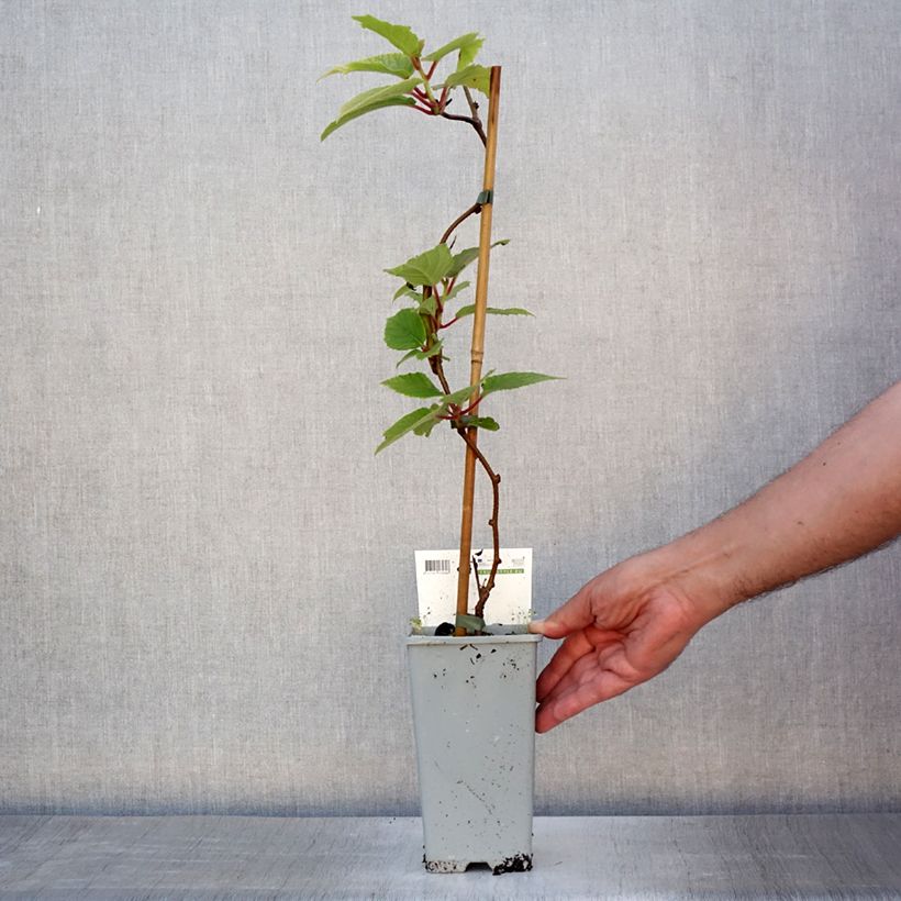 Amostra de Kiwai Red Jumbo fêmea - Actinidia arguta Vaso de 1,5 L/2 L tal como entregue no verão