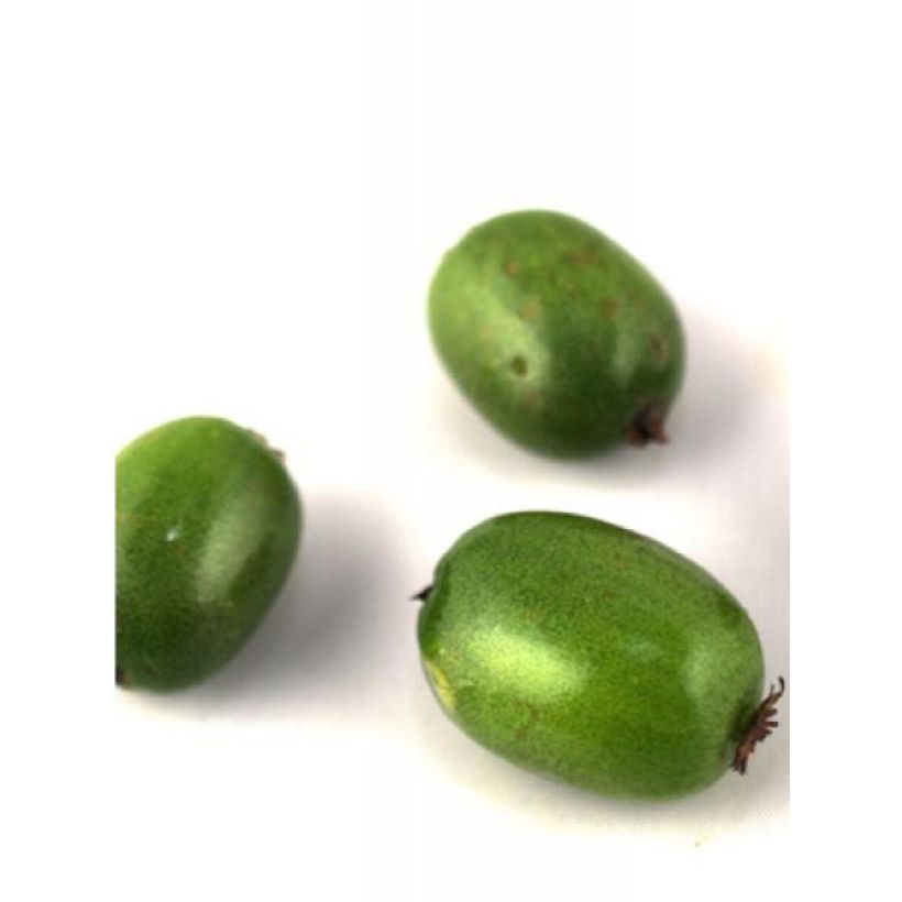 Kiwi Vitikiwi - Actinidia arguta (Colheita)