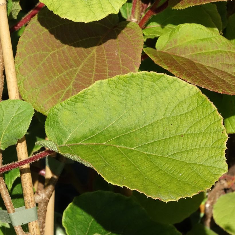 Kiwi Koryoku fêmea (Folhagem)