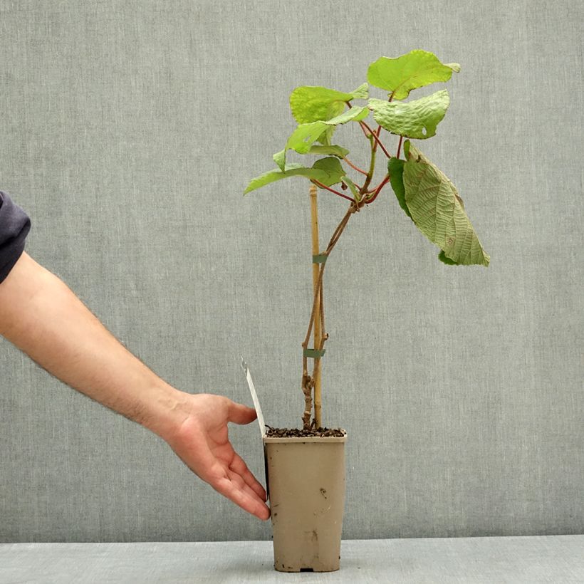 Amostra de Kiwi Koryoku fêmea Vaso de 1,5 L/2 L tal como entregue no verão
