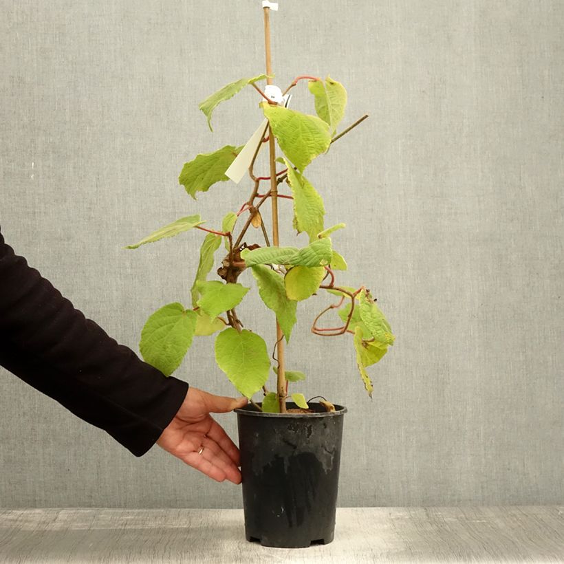Amostra de Kiwi Belen macho - Actinidia deliciosa Vaso de 2 L/3 L tal como entregue no outono