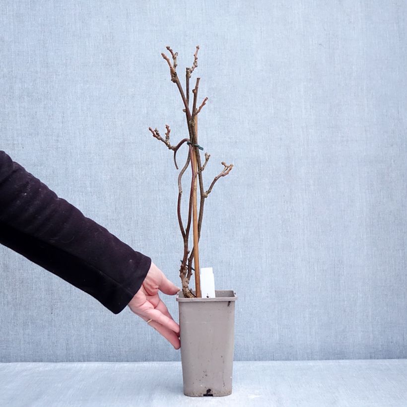 Amostra de Kiwi Petite Homme (femelle) - Actinidia deliciosa Pot de 2L/3L tal como entregue no inverno