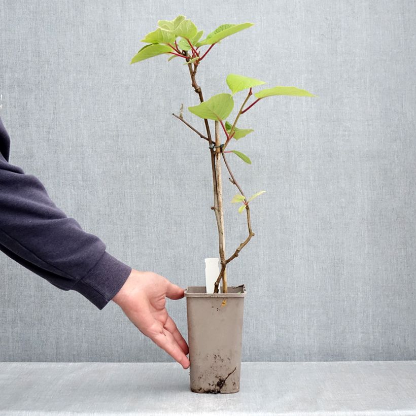 Amostra de Kiwi Petite Homme fêmea - Actinidia deliciosa Vaso de 2 L/3 L tal como entregue na primavera