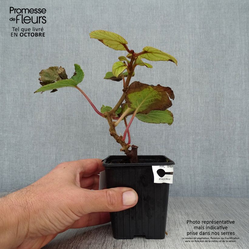 Amostra de Kiwi Solissimo autofértil - Actinidia chinensis Vaso de 8/9 cm tal como entregue no outono