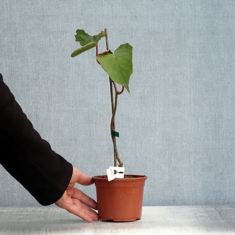 Amostra de Kiwi Solissimo autofértil - Actinidia chinensis Vaso de 1 L/1,5 L tal como entregue no outono