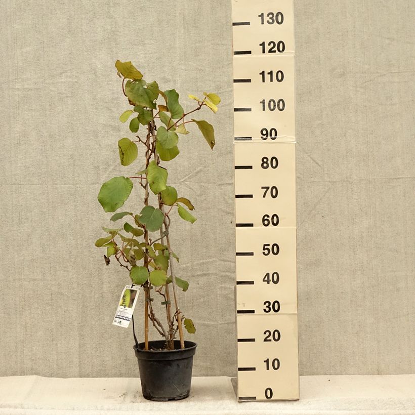 Amostra de Kiwi Solissimo autofértil - Actinidia chinensis Vaso de 4 L/5 L tal como entregue no outono