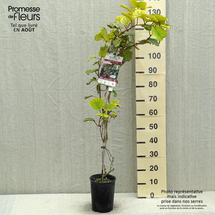 Amostra de Kiwi Solissimo autofértil - Actinidia chinensis Vaso de 4 L/5 L tal como entregue no verão