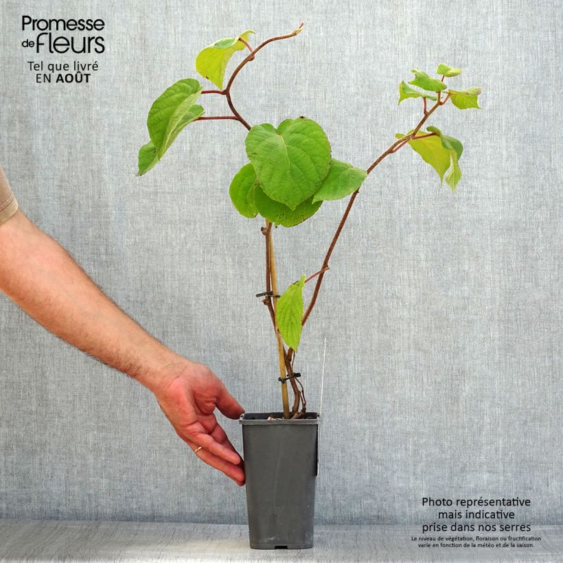 Amostra de Kiwi Solissimo Bio - Actinidia chinensis Vaso de 1,5 L/2 L tal como entregue no verão