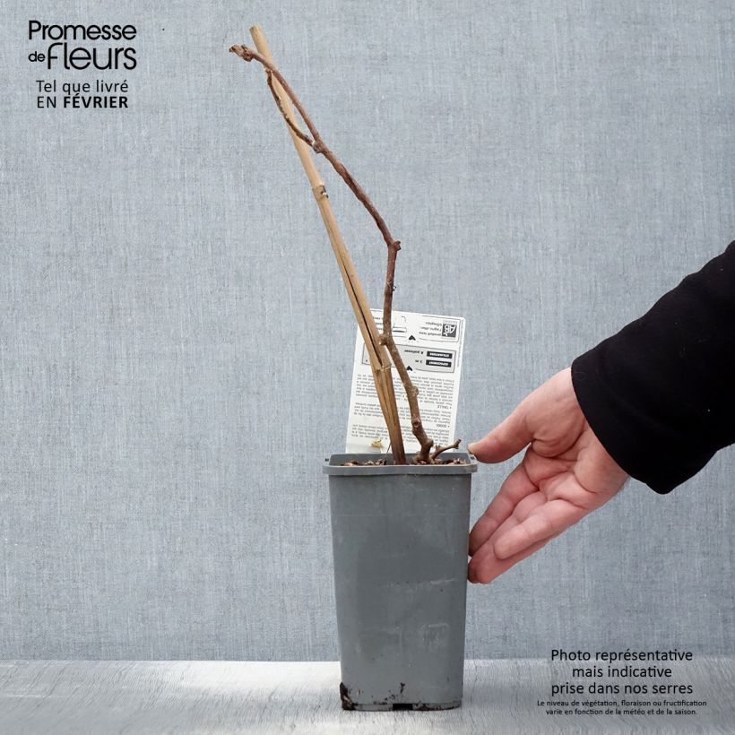 Amostra de Kiwi Solissimo Bio - Actinidia deliciosa Pot de 1,5L/2L tal como entregue no inverno