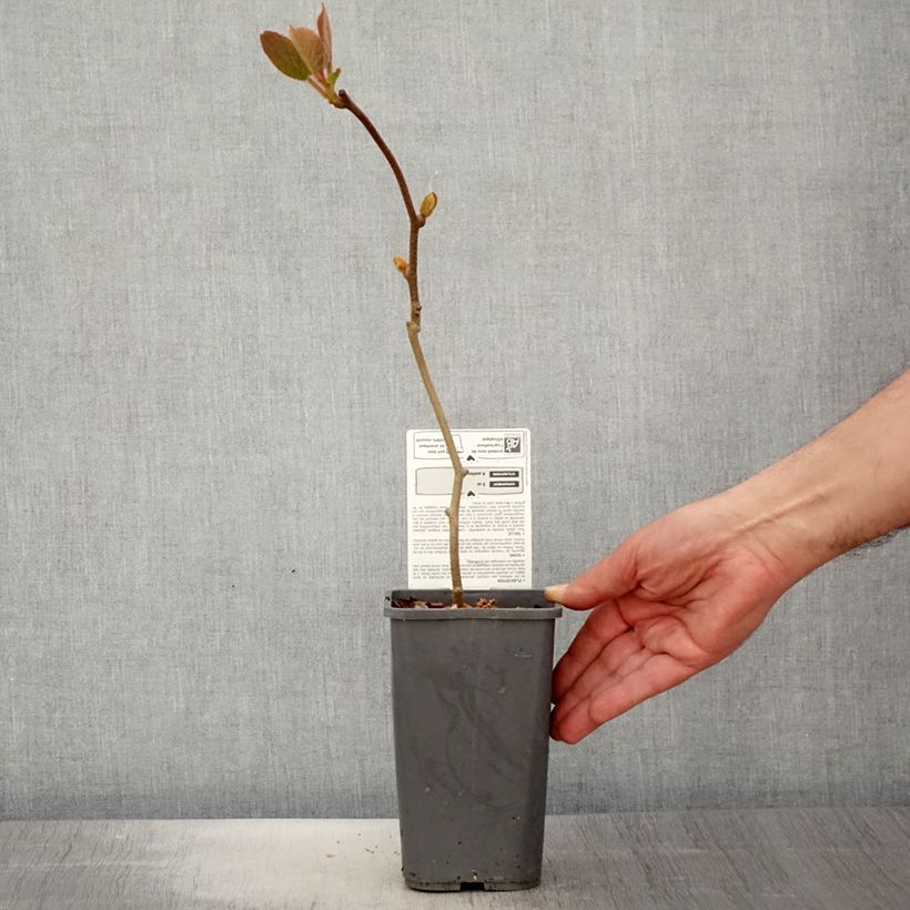 Amostra de Kiwi Solissimo Bio - Actinidia chinensis Vaso de 1,5 L/2 L tal como entregue na primavera