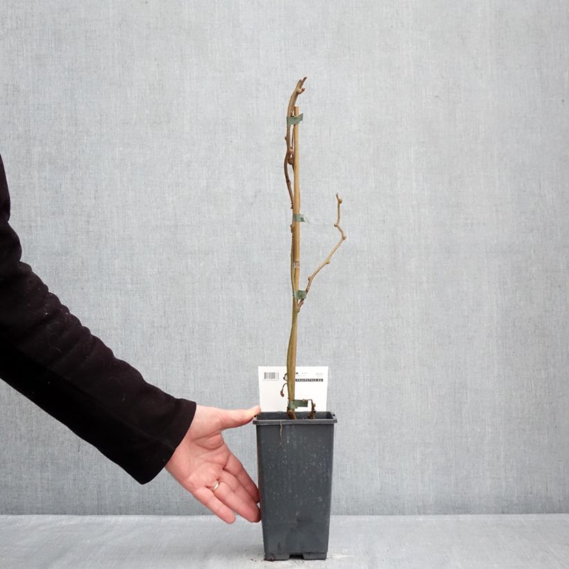 Amostra de Kiwi Tomuri (mâle) - Actinidia deliciosa Vaso de 2 L/3 L tal como entregue no inverno